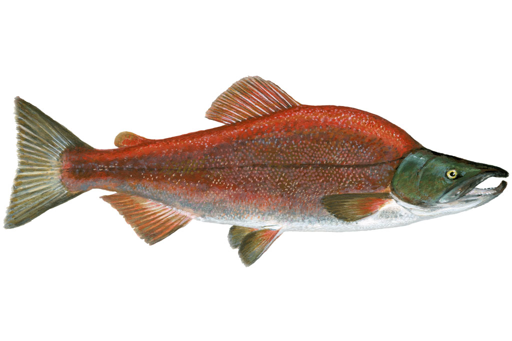 https://fisheries.msc.org/en/fisheries/alaska-salmon/footer_images/1748/image/span10/thumb