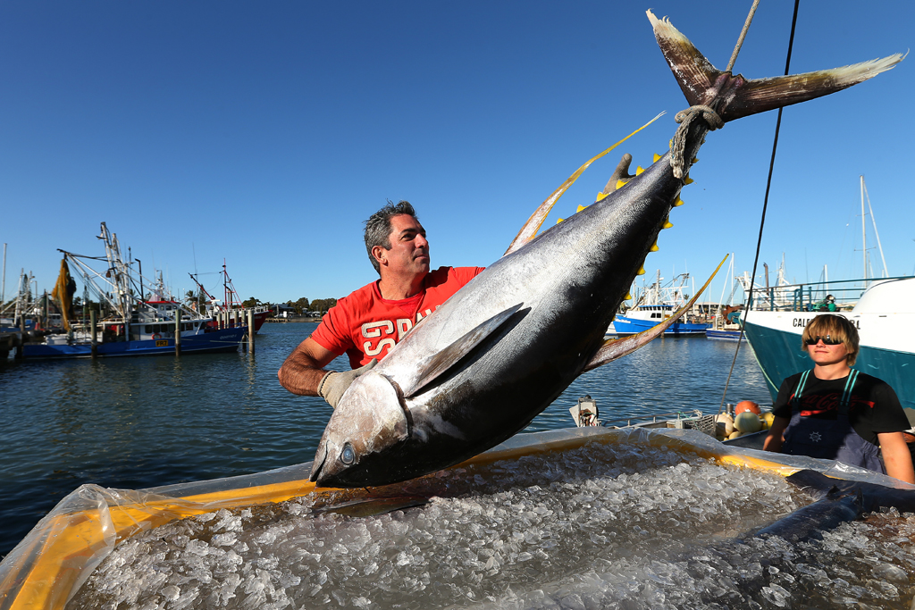 How to Catch Yellowfin Tuna – Daiwa Australia