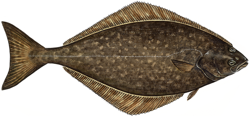 End in Sight for Pacific Halibut Season