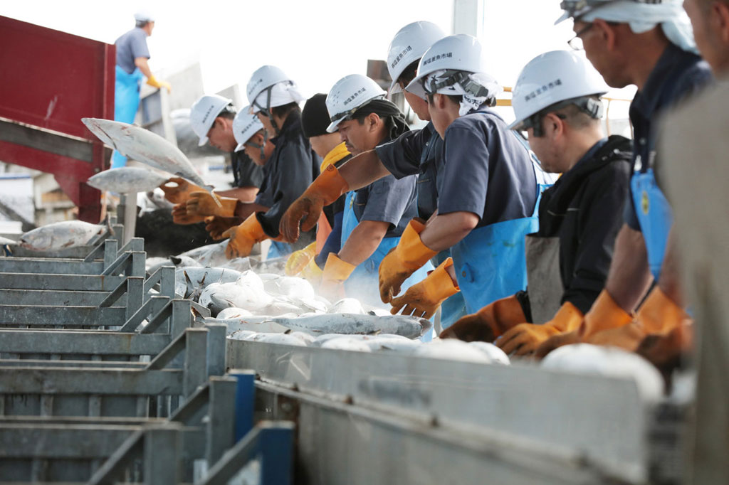 Japanese Pole and Line skipjack and albacore tuna fishery - MSC Fisheries