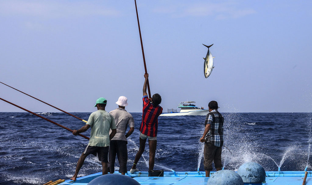 MIFCO on X: Good afternoon.. pole and line fishing; the most sustainable  fishing method!!! #fishing #fish #poleandline #sustainablefishing #nature  #tuna #maldives #wildcatch #MSC #environment #skipjack #tuna #maldivestuna  #indianocean #community https