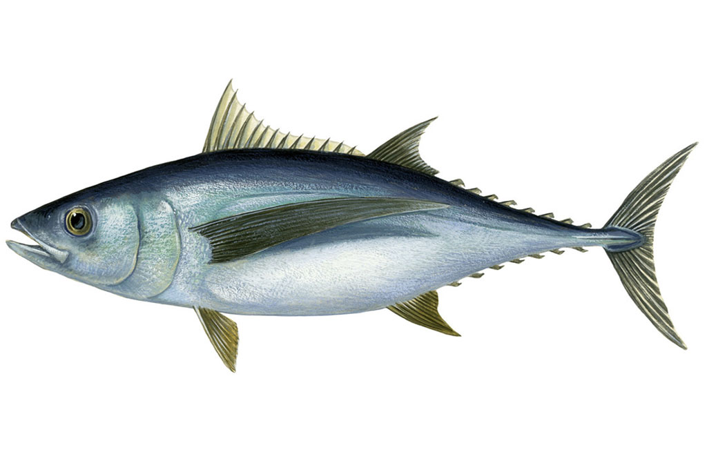 View New Zealand albacore tuna troll - MSC Fisheries