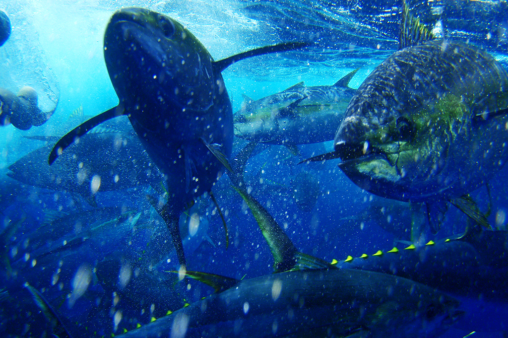 Purse Seine Fishing Nets Bluefin Tuna Cage - Weihai Huaxing Nets