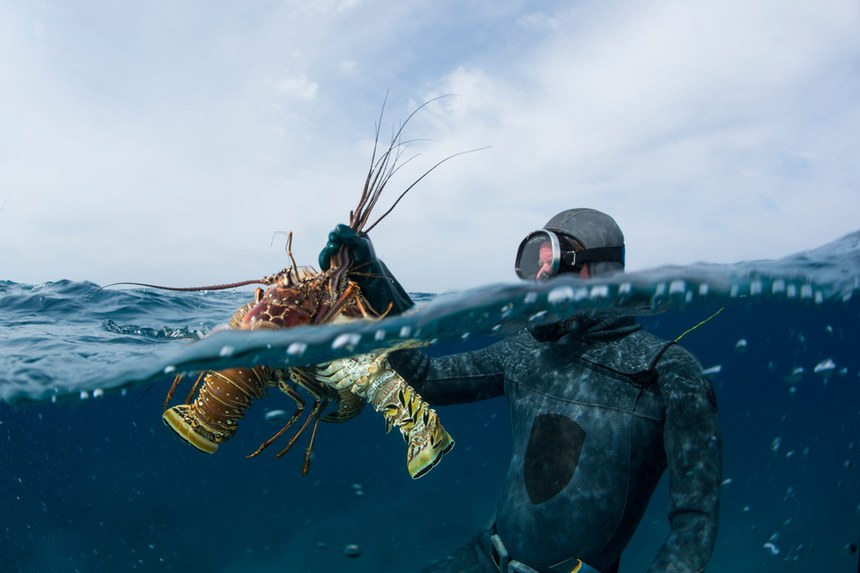 The Bahamas Spiny Lobster Fishery MSC Fisheries