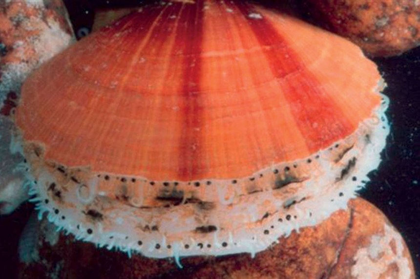 Atlantic Sea Scallop