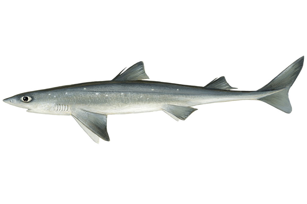 Atlantic Spiny Dogfish