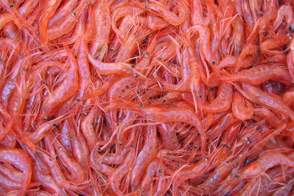 Commercial coastal pink shrimp fishery