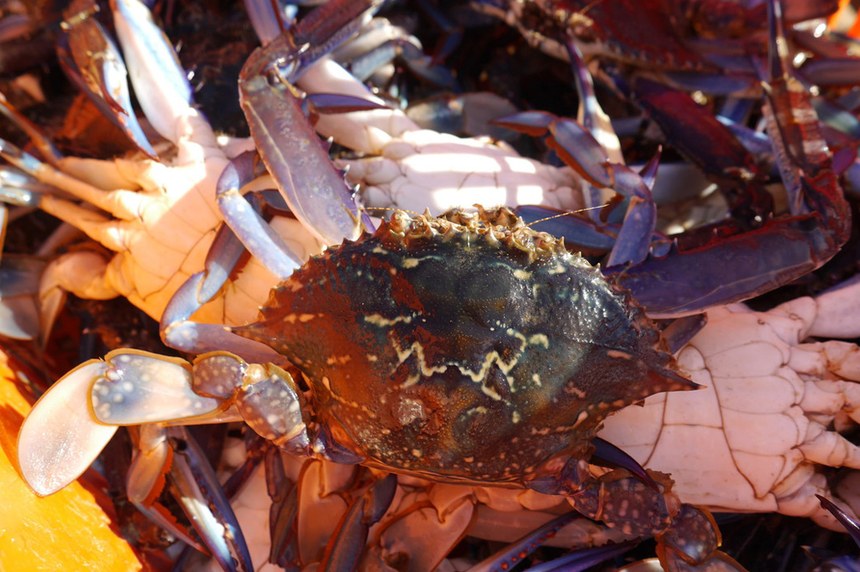 View Western Australia Peel Harvey Estuarine blue swimmer crab and sea ...